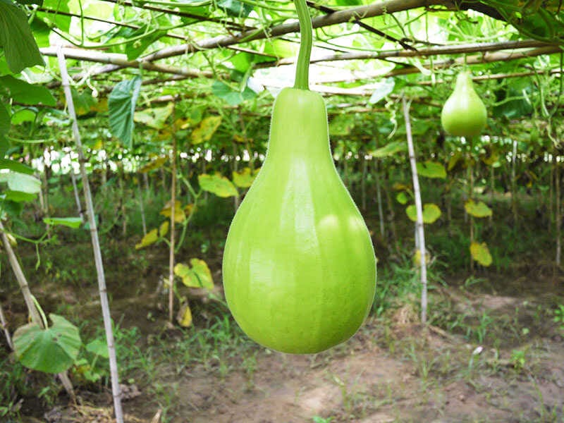 Bottle Gourds