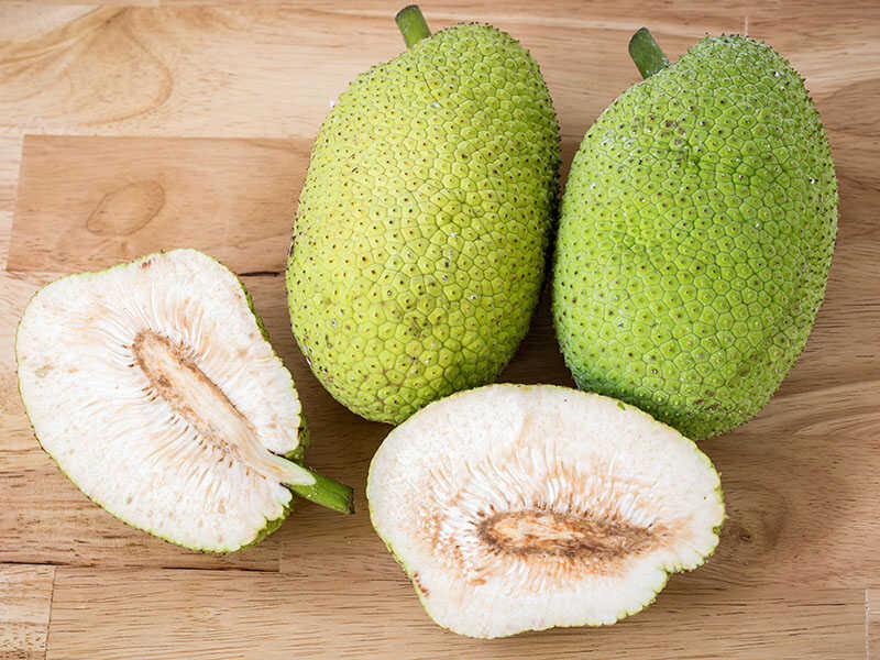 Breadfruit Artocarpus