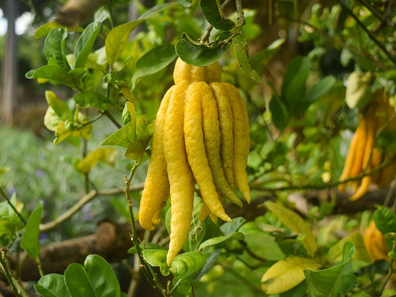 Buddhas Hand