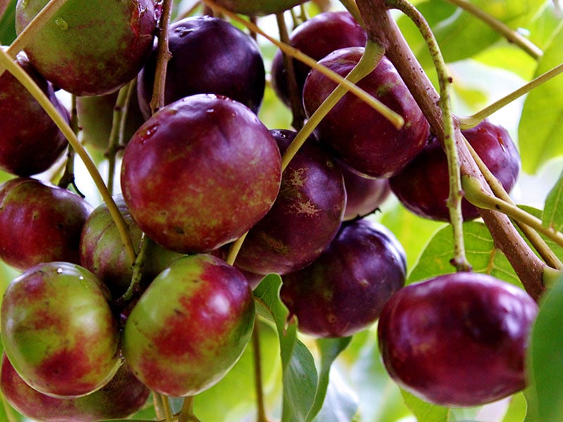 Burdekin Plum Fruit