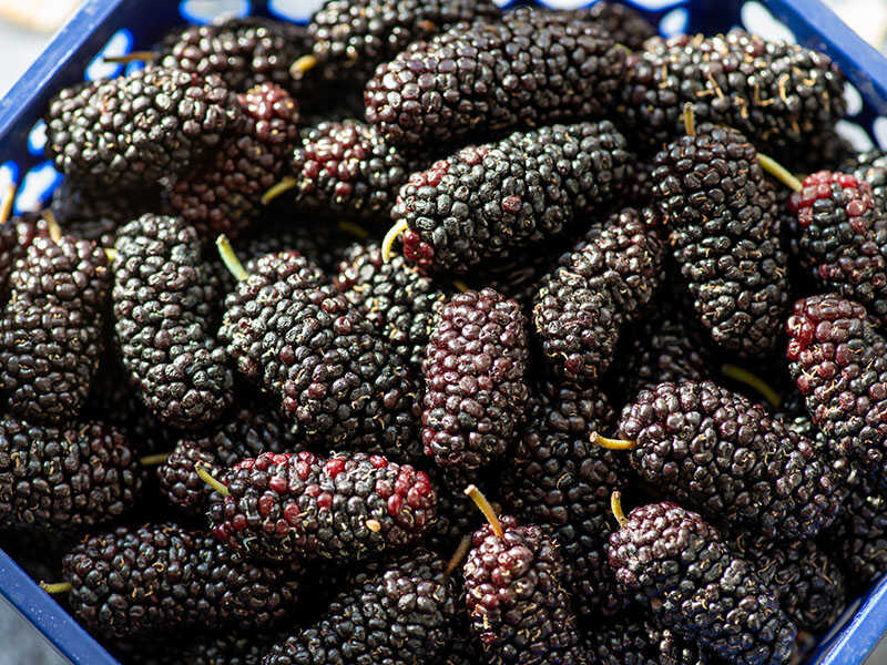 Ripe Black Mulberries