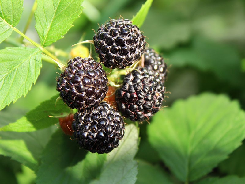 Ripe Black Raspberries