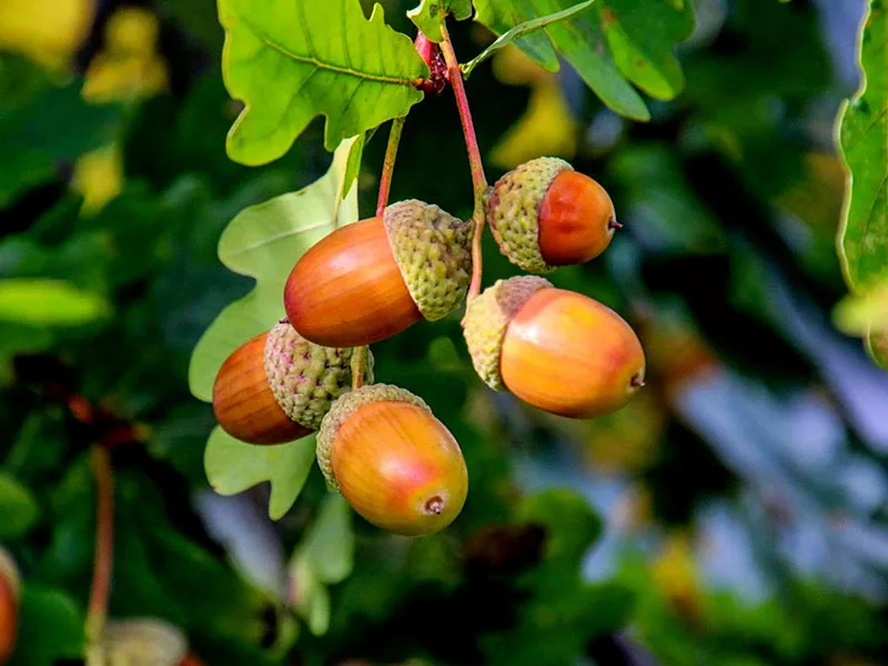 Acorns Fruit