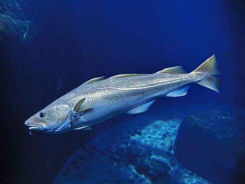 Atlantic Cod