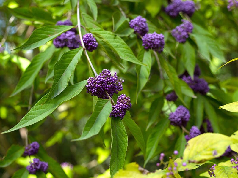Beautyberry Plant