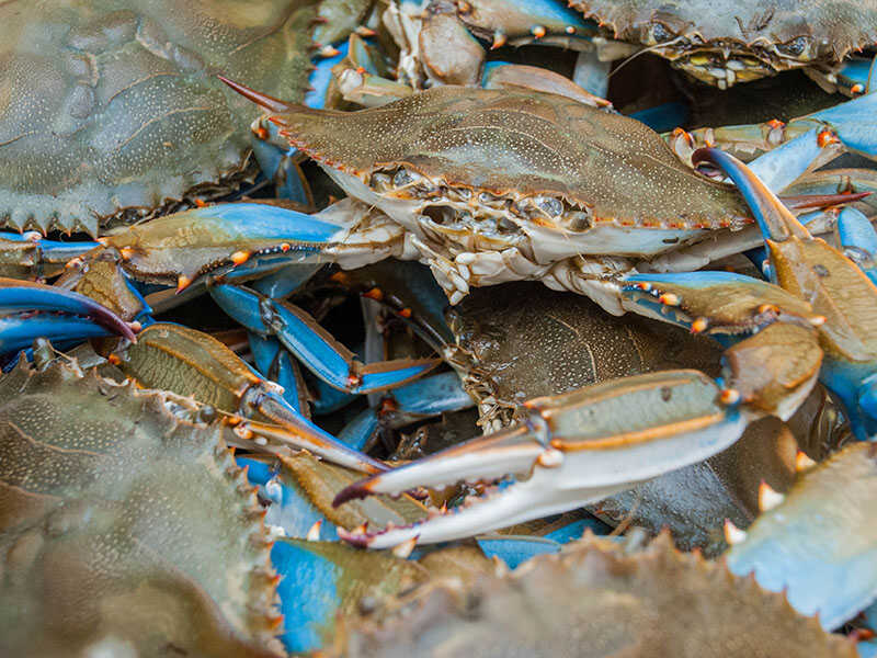 Blue Crab