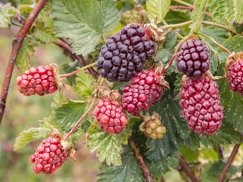 Boysenberry Bush