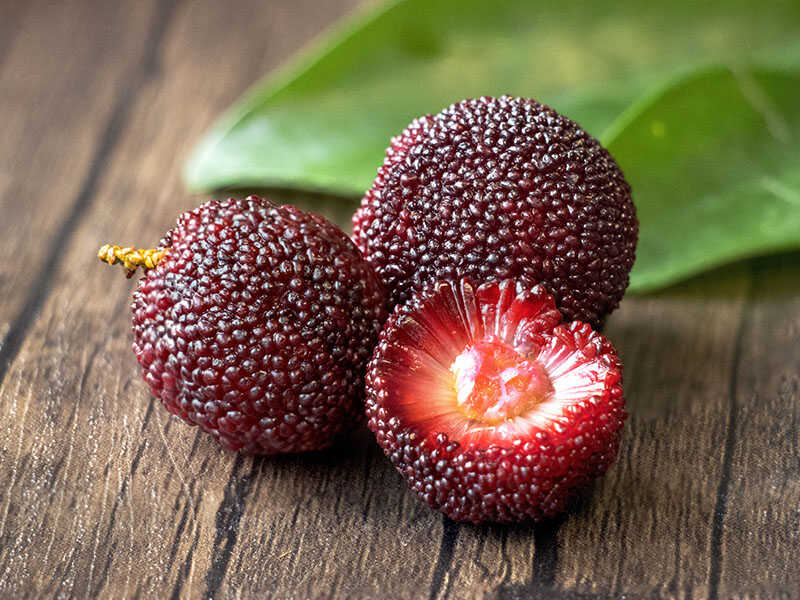 Chinese Bayberry