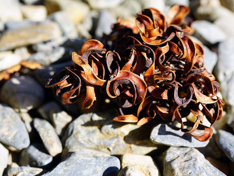 Dried Wattleseed