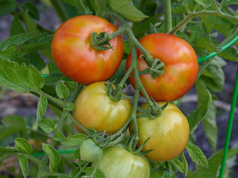 Early Girl Tomatoes