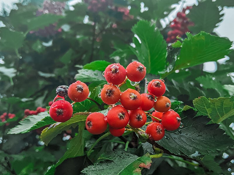 Eastern Hawthorn Fruit