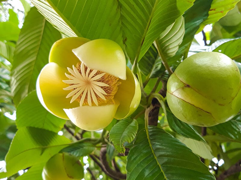 Elephant Apple