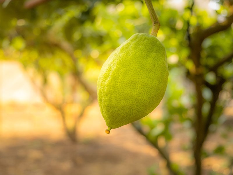 Etrog Yellow