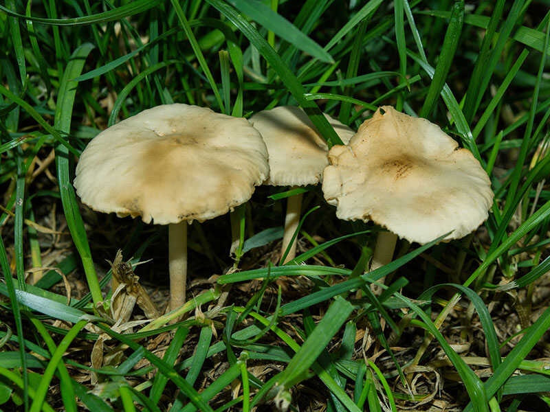 Fairy Ring Mushrooms