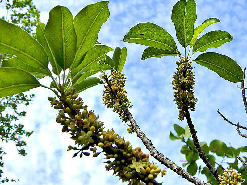 False Mastic Fruit