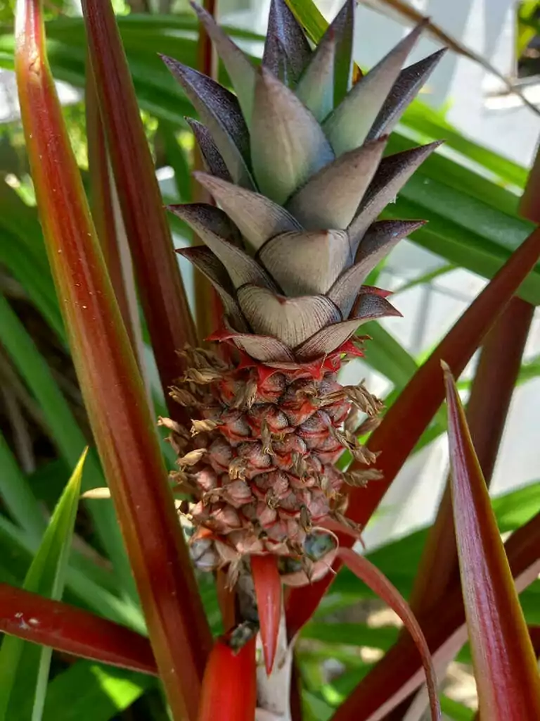 False Pineapple