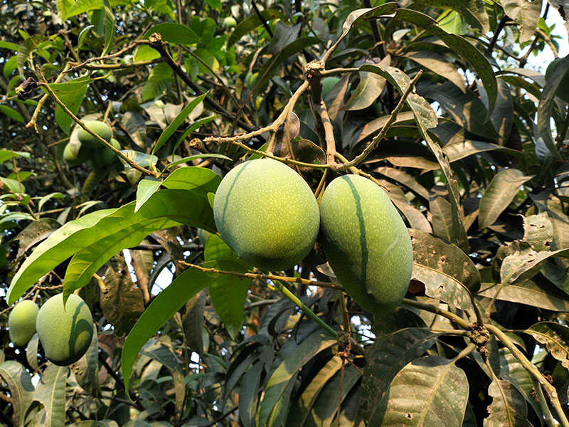 Fazli Mango
