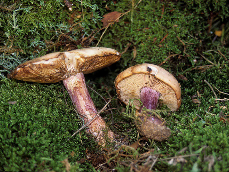 Field Blewit