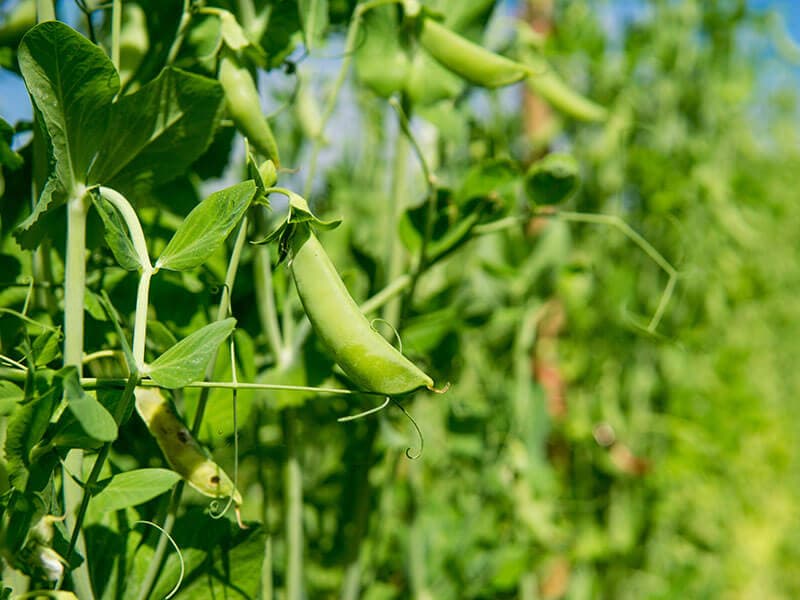 Field Peas