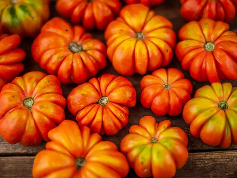 Fiorentino Tomato