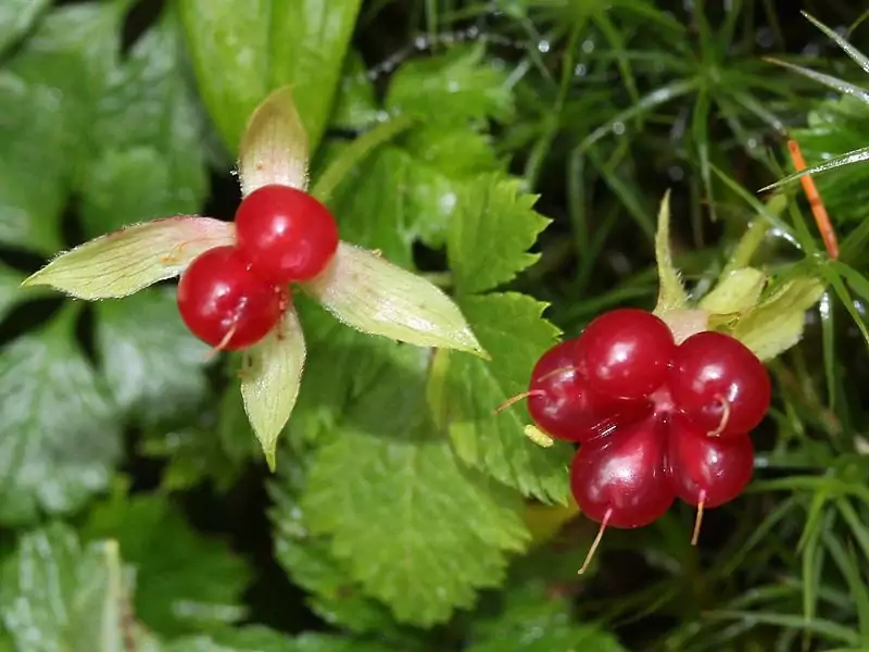 Five Leaved Bramble