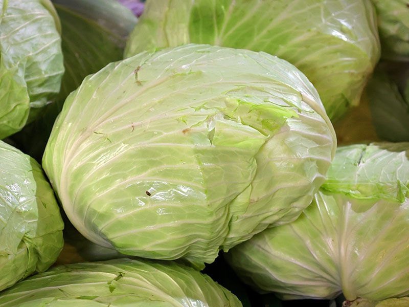 Flat Cabbage