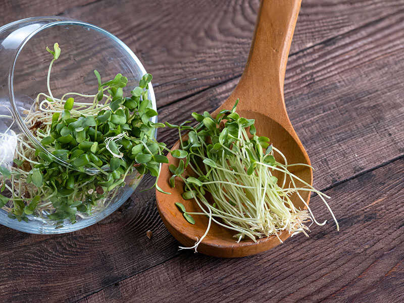 Flax Microgreen