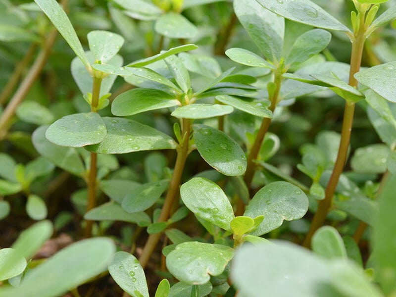 French Purslane