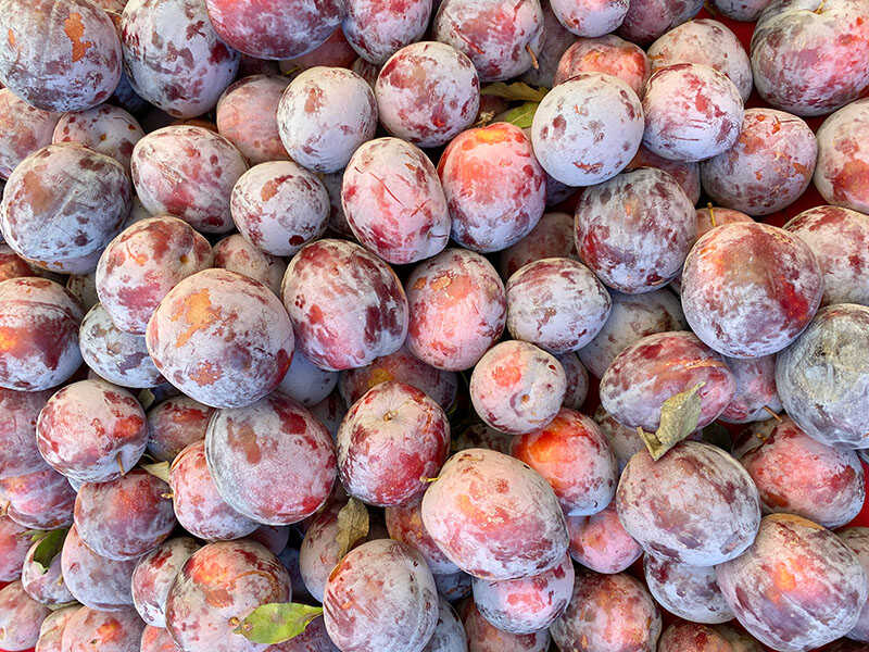 Fresh Plumcot