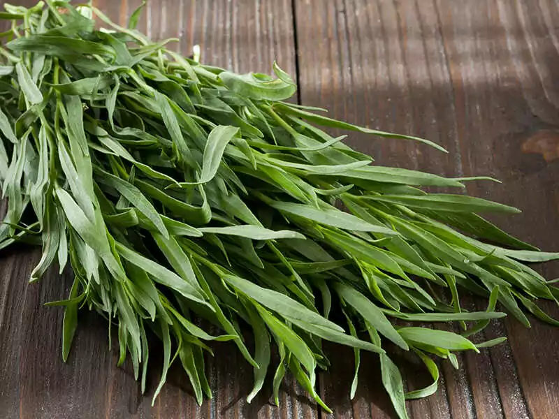 Fresh Tarragon