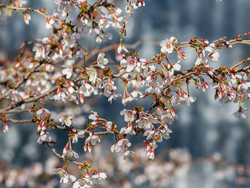 Fuji Cherry