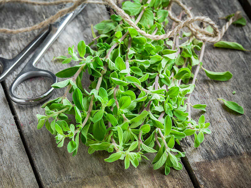 Green Herb Marjoram