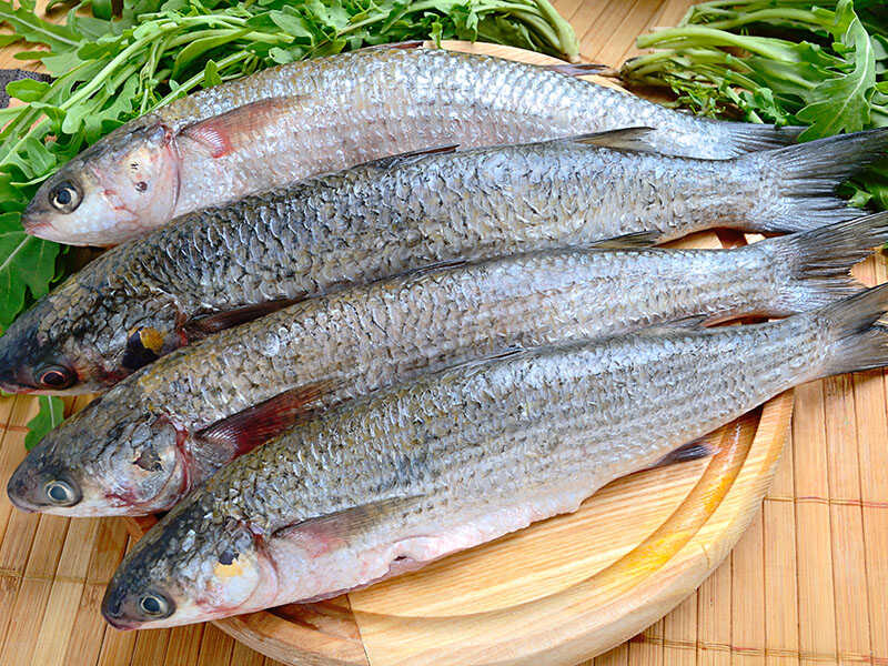 Grey Mullet