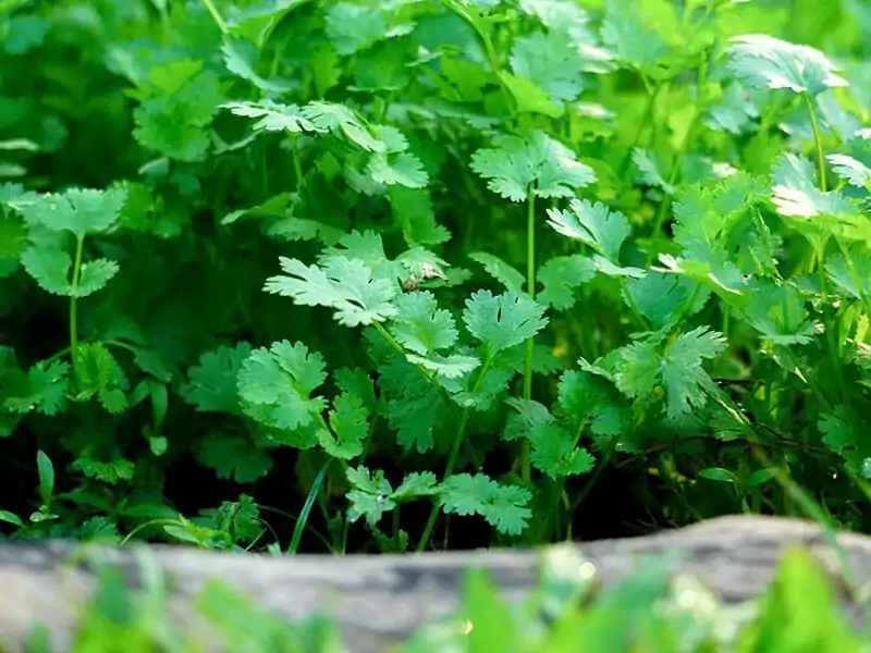 Herb Cilantro