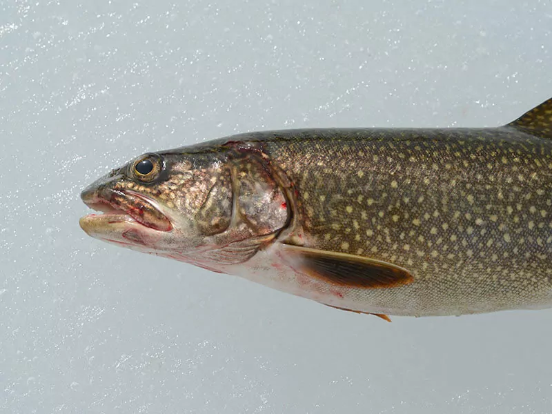 Lake Trout