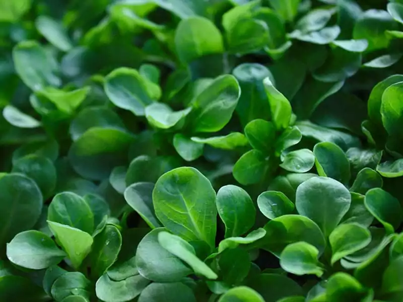 Lambs Lettuce