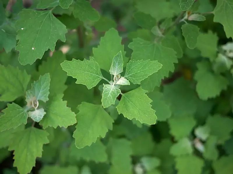 Lambsquarters Broadleaf Plant