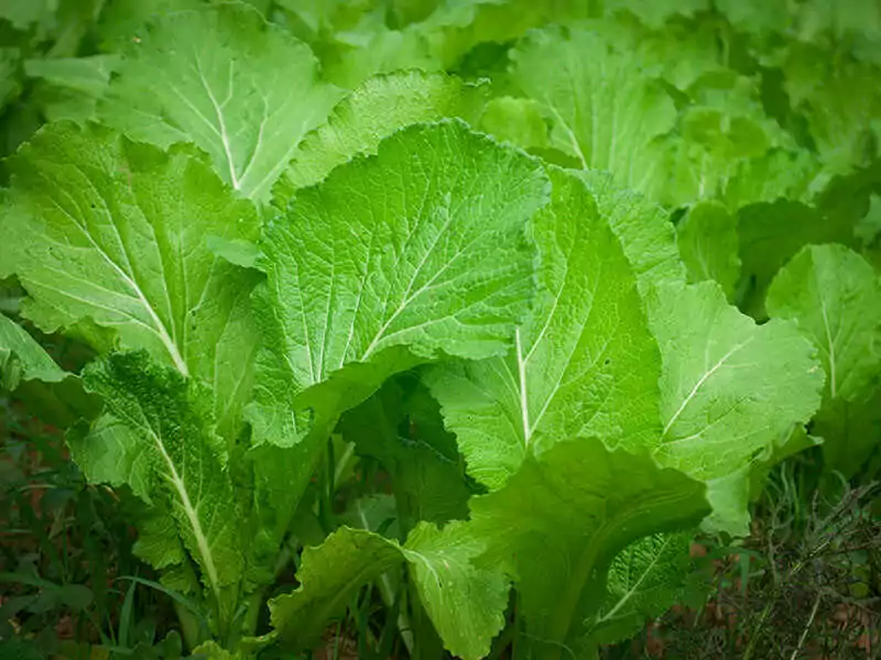 Leaf Mustard