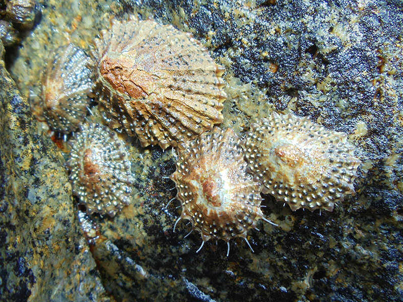Limpet On Rock