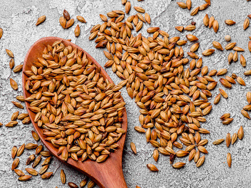 Malt Grains