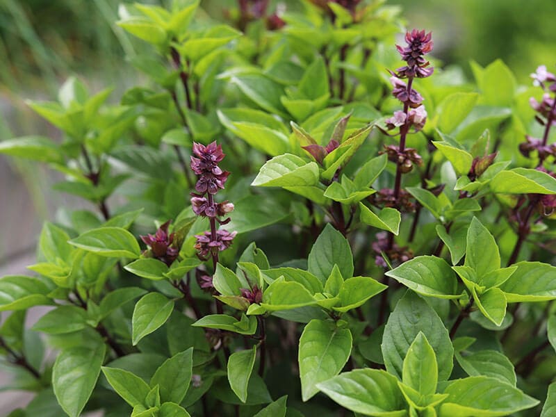 Thai Basil Spice