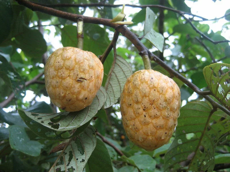 Ububese Fruit