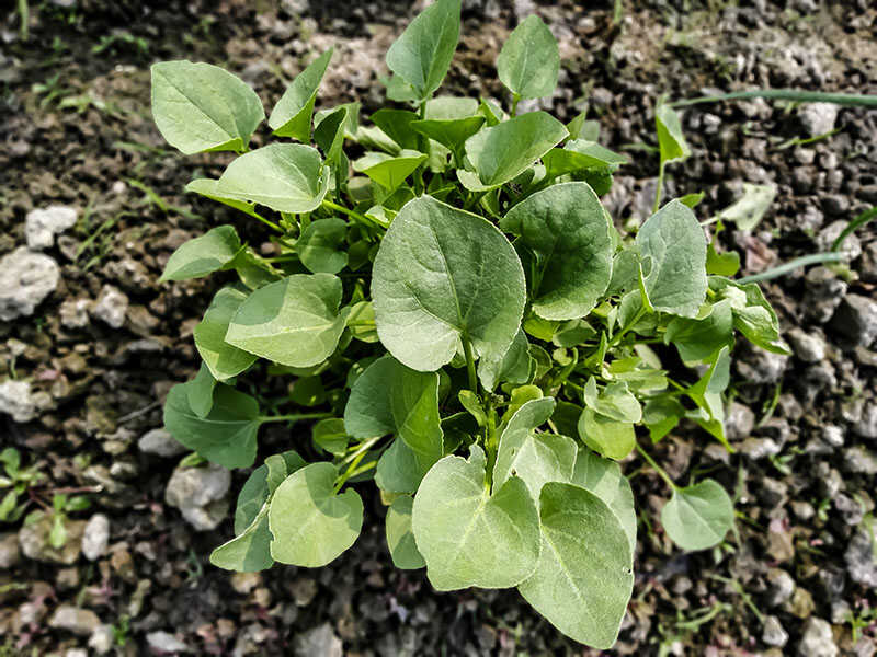 Upland Cress