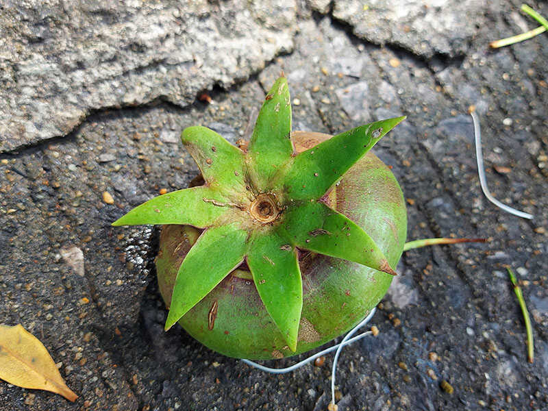 Urava Fruit