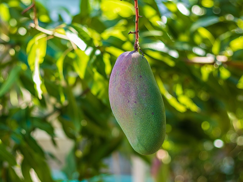 Valencia Pride Mangoes