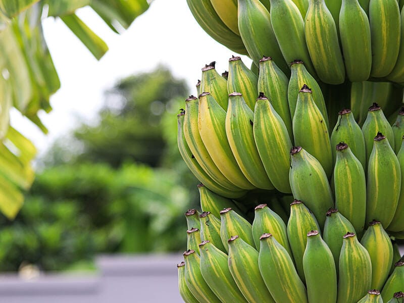 Variegated Banana