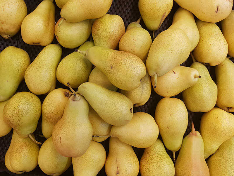 Vermont Beauty Pear