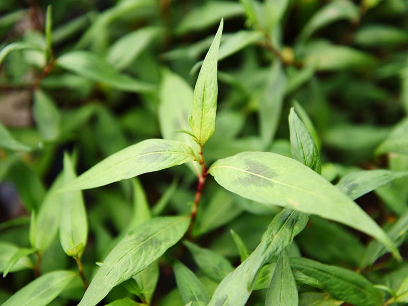 Vietnamese Coriander