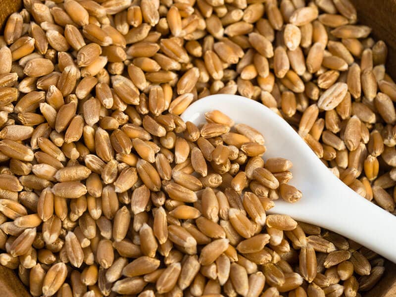 Wheat Berry