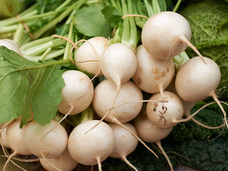 White Turnip